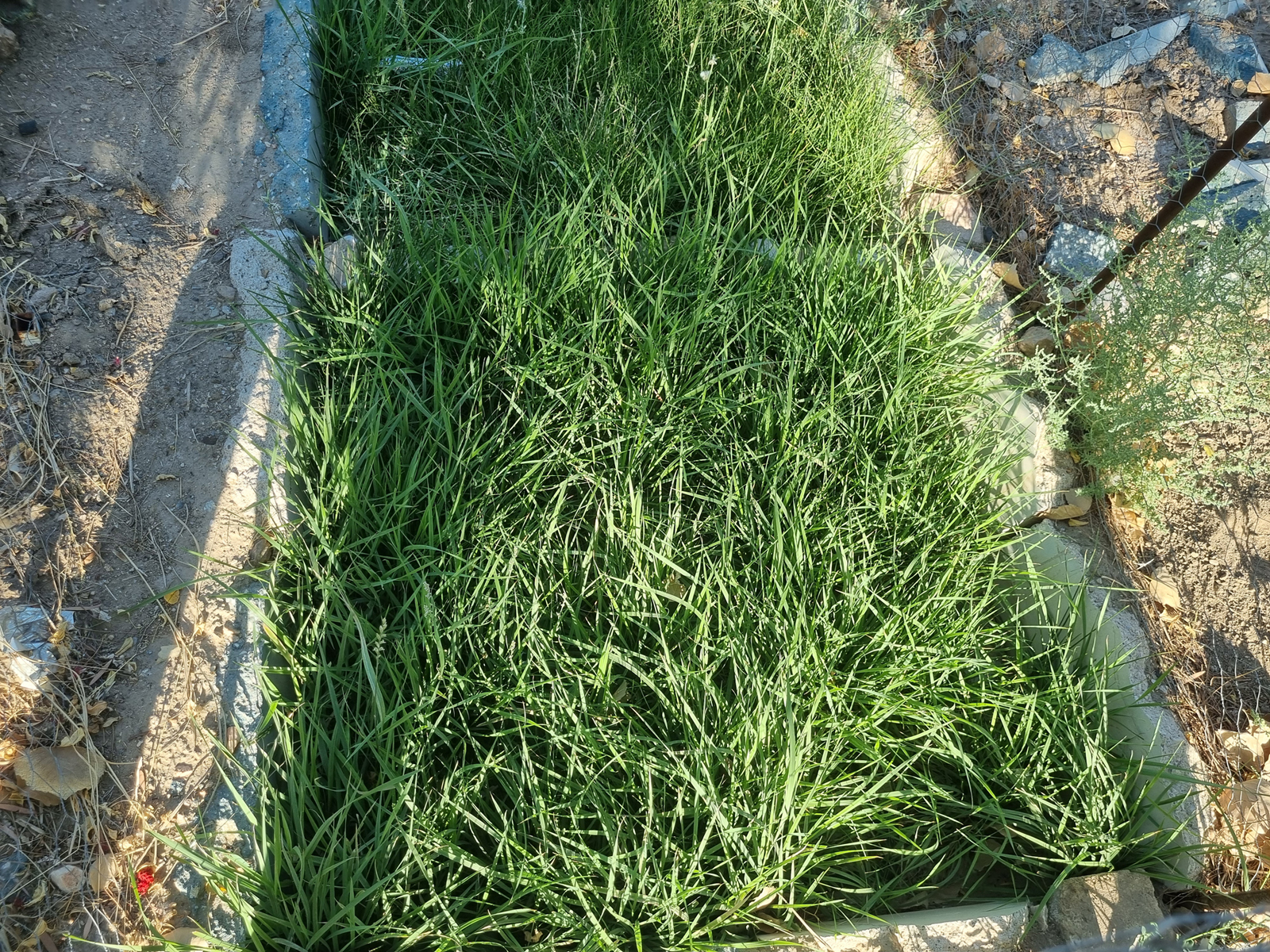 عکس های طرح