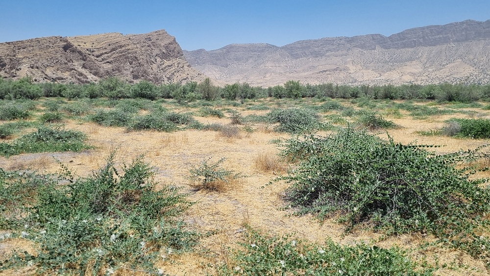 عکس های طرح