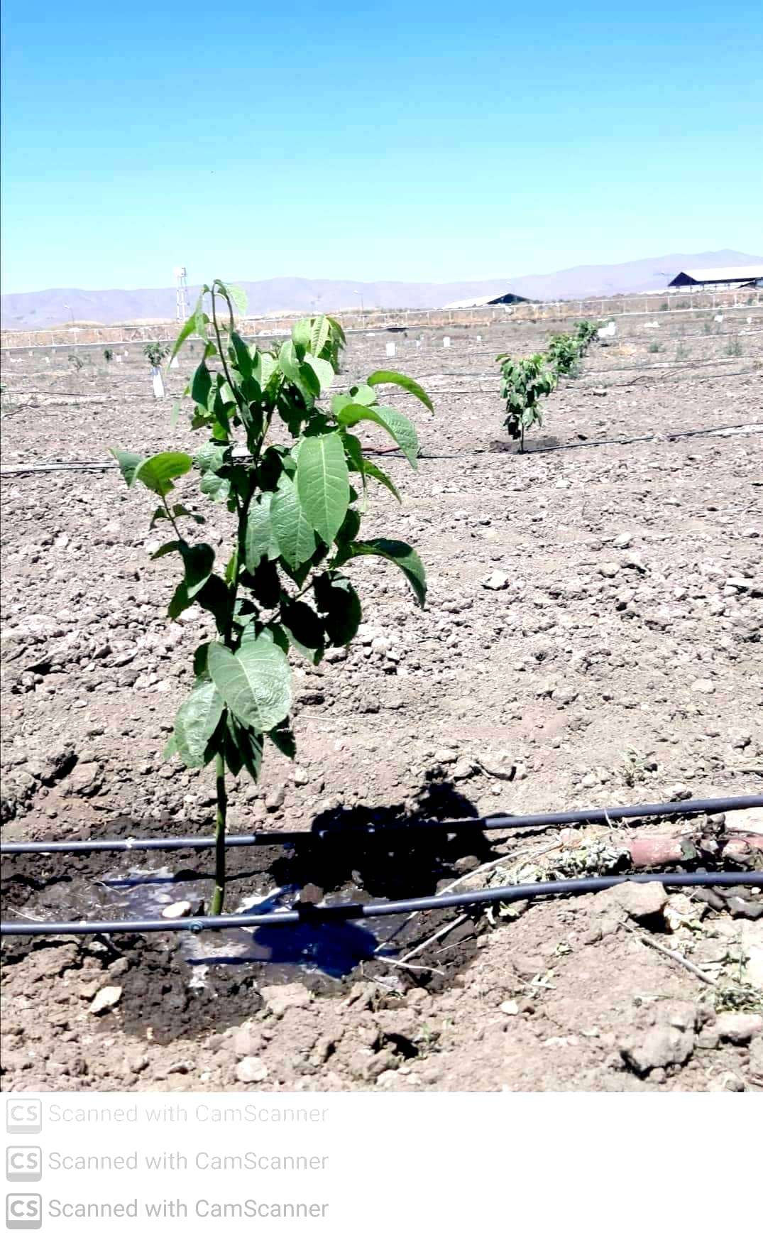 عکس های طرح