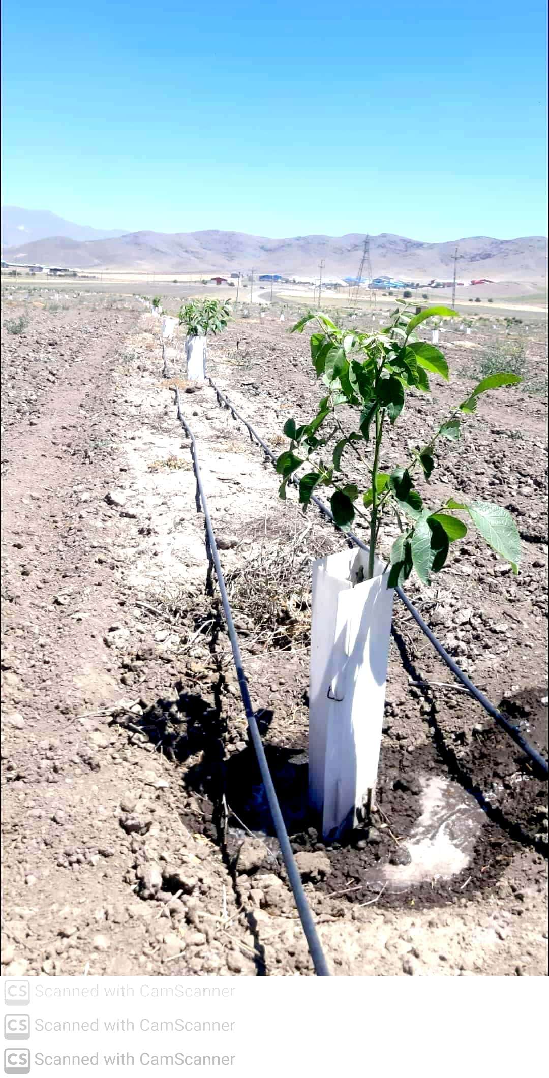 عکس های طرح