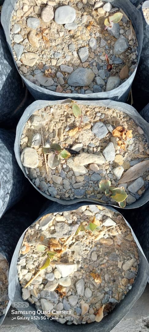 عکس های طرح