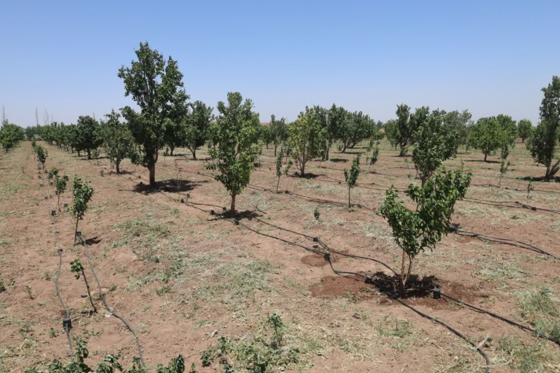 عکس های طرح