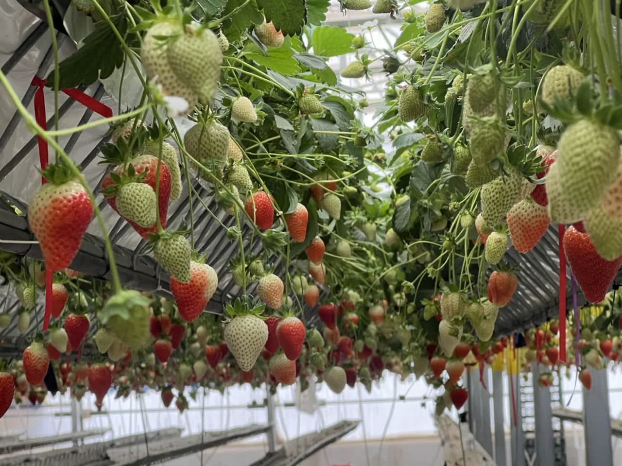 عکس های طرح