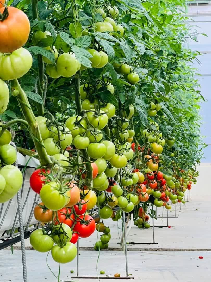 عکس های طرح