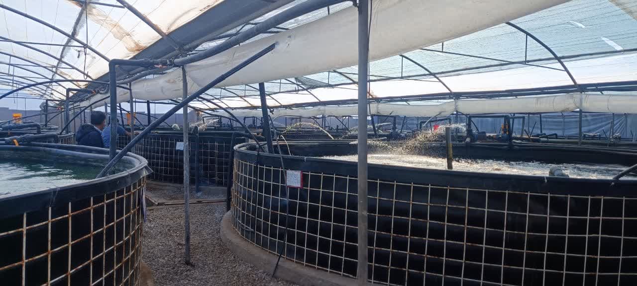 عکس های طرح