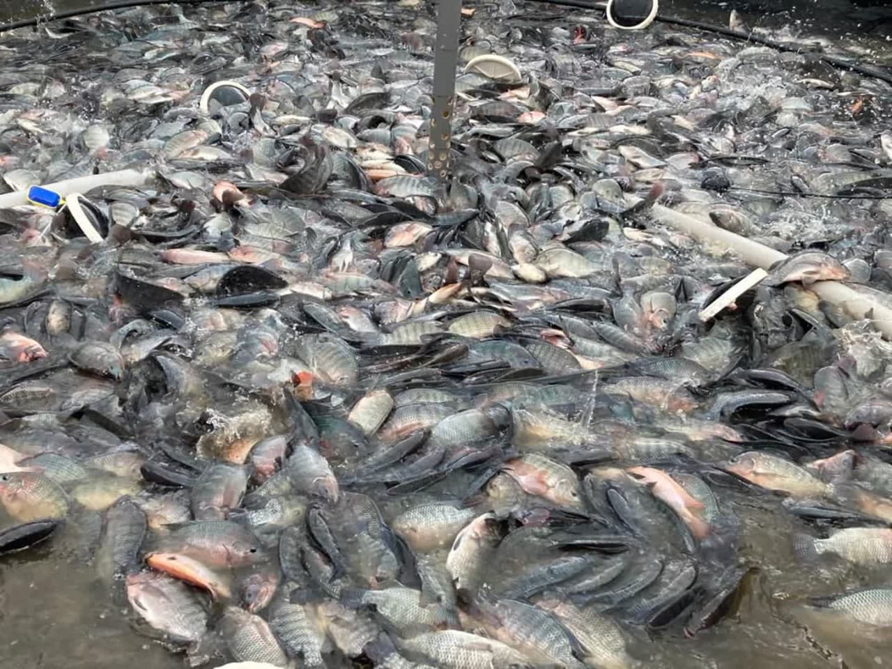 عکس های طرح