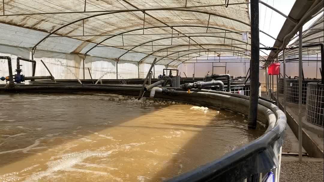 عکس های طرح